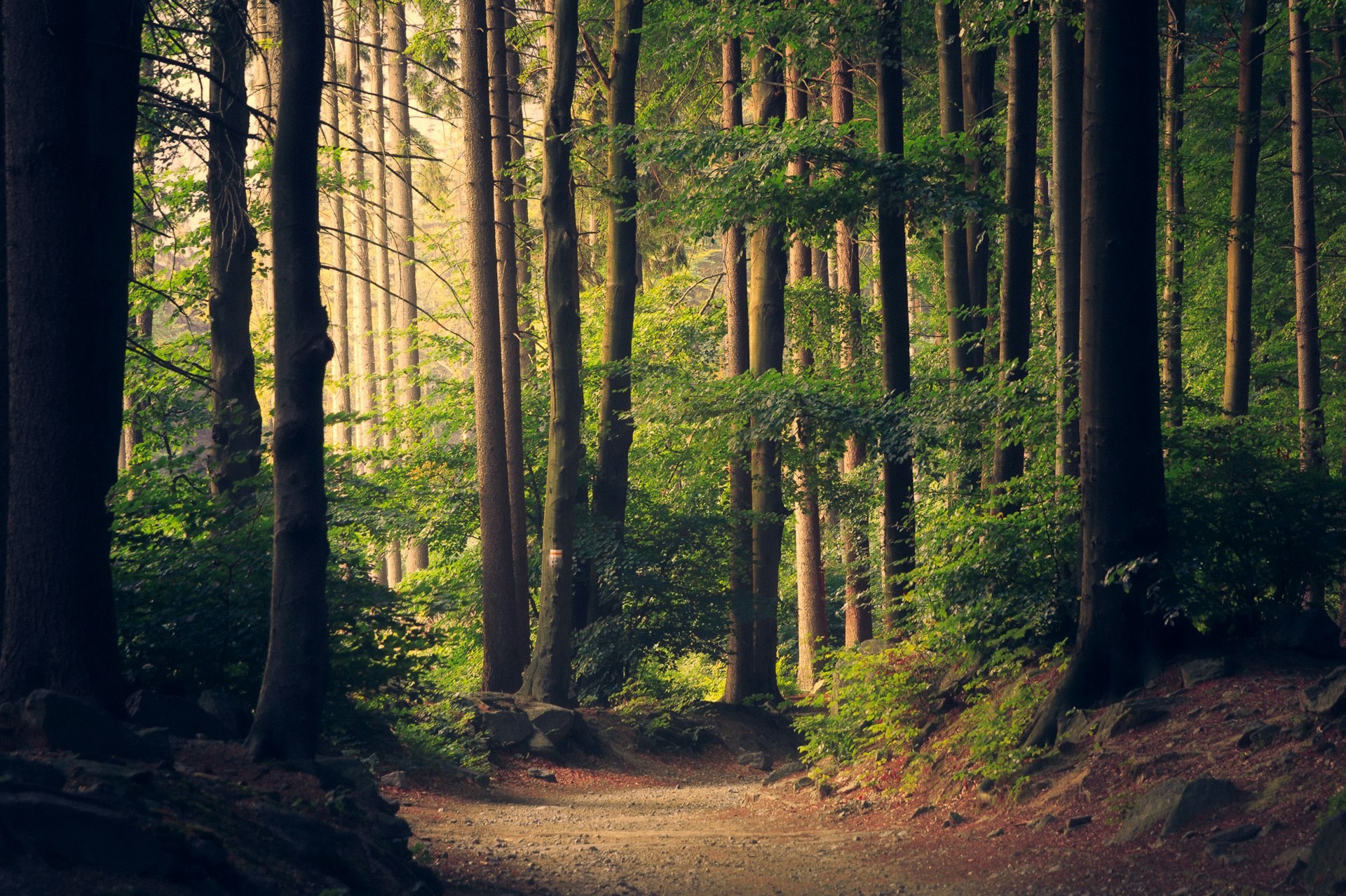 Campervan parked on a pine forest road